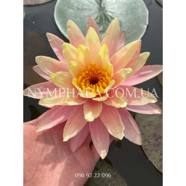 Nymphaea Peaches and cream (Нимфея Пич енд Крим)