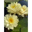 Nymphaea Perry’s Double Yellow (Нимфея Перрис Дабл Йеллоу)