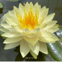 Nymphaea Perry’s Double Yellow (Нимфея Перрис Дабл Йеллоу)