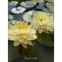 Nymphaea Perry’s Double Yellow (Нимфея Перрис Дабл Йеллоу)