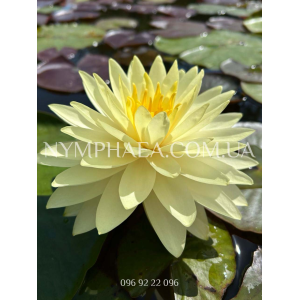 Nymphaea Perry’s Dou...