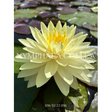 Nymphaea Perry’s Double Yellow (Нимфея Перрис Дабл Йеллоу)