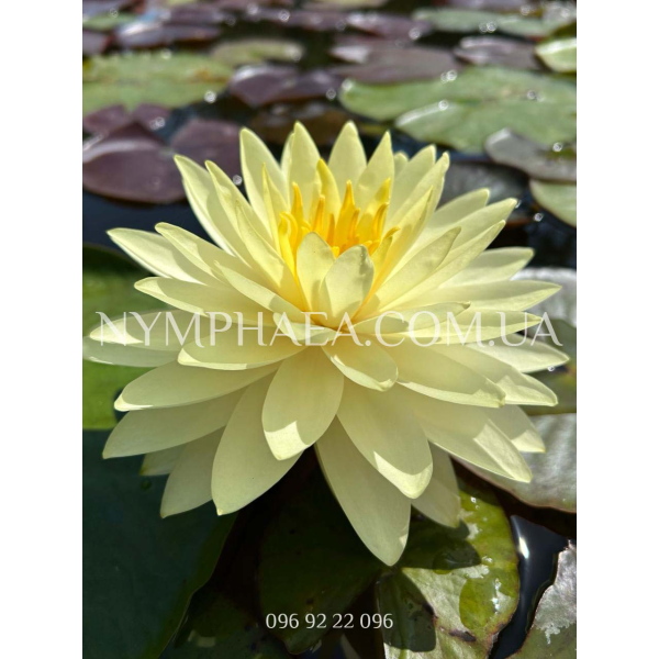 Nymphaea Perry’s Double Yellow (Німфея Періс Дабл Єлоу)