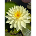 Nymphaea Perry’s Double Yellow (Нимфея Перрис Дабл Йеллоу)