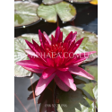 Nymphaea Perry’s Red Star (Нимфея Перрис Ред Стар)