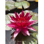 Nymphaea Perry’s Red...