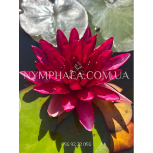 Nymphaea Perry’s Red...