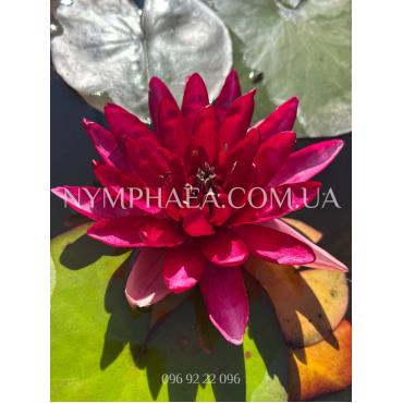 Nymphaea Perry’s Red Star (Німфея Періс Ред Стар)