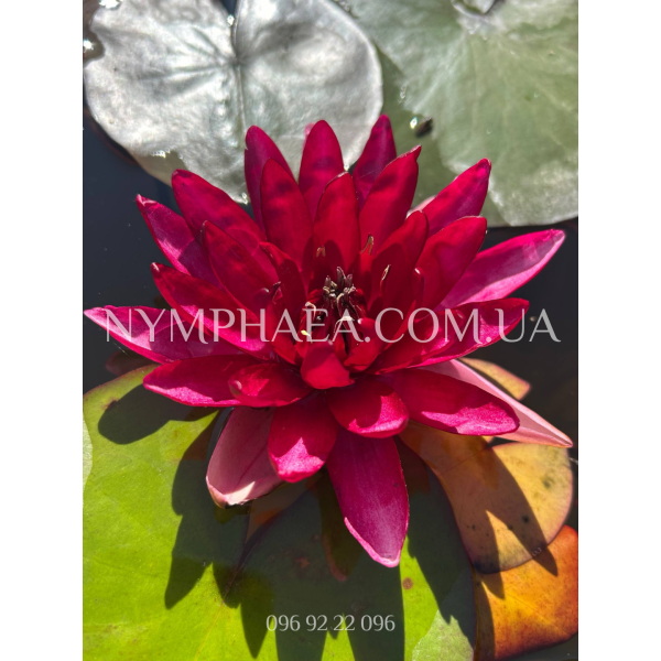 Nymphaea Perry’s Red Star (Нимфея Перрис Ред Стар)