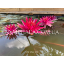 Nymphaea Perry’s Red Star (Нимфея Перрис Ред Стар)