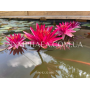 Nymphaea Perry’s Red...