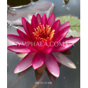 Nymphaea Perry’s Red Star (Нимфея Перрис Ред Стар)