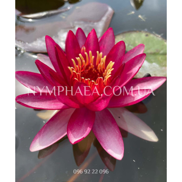 Nymphaea Perry’s Red Star (Нимфея Перрис Ред Стар)
