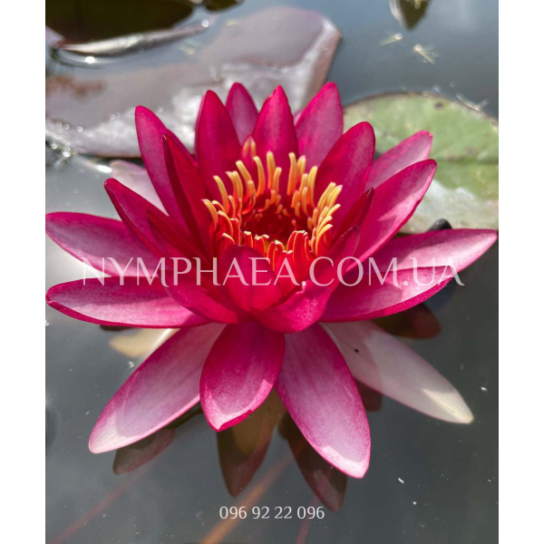 Nymphaea Perry’s Red Star (Німфея Періс Ред Стар)