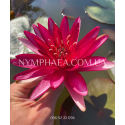 Nymphaea Perry’s Red Star (Нимфея Перрис Ред Стар)