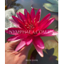Nymphaea Perry’s Red...