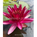Nymphaea Perry’s Red Star (Нимфея Перрис Ред Стар)