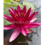 Nymphaea Perry’s Red...