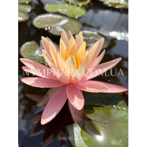 Nymphaea Pink Grapef...