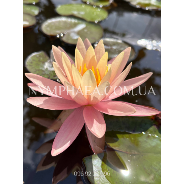 Nymphaea Pink Grapefruit (Нимфея Пинк Грейпфрут)