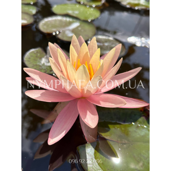 Nymphaea Pink Grapefruit (Нимфея Пинк Грейпфрут)