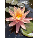 Nymphaea Pink Grapefruit (Нимфея Пинк Грейпфрут)
