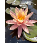 Nymphaea Pink Grapef...