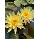 Nymphaea Pinwaree (Нимфея Пинвери)