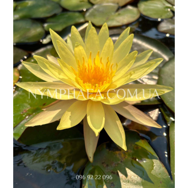 Nymphaea Pinwaree (Нимфея Пинвери)