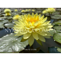Nymphaea Puttaruksa (Нимфея Путтарукса)
