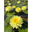Nymphaea Puttaruksa (Нимфея Путтарукса)