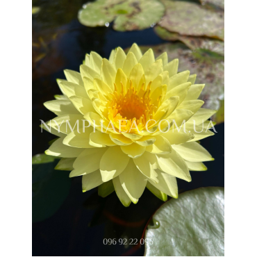 Nymphaea Puttaruksa (Німфея Путарукса)