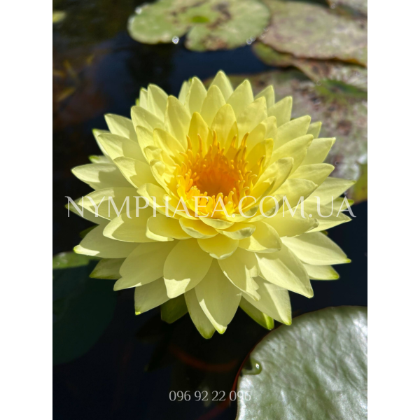 Nymphaea Puttaruksa (Нимфея Путтарукса)