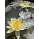 Nymphaea Pygmaea Helvola (Нимфея Пигмея Хелвола)