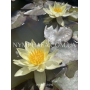 Nymphaea Pygmaea Hel...