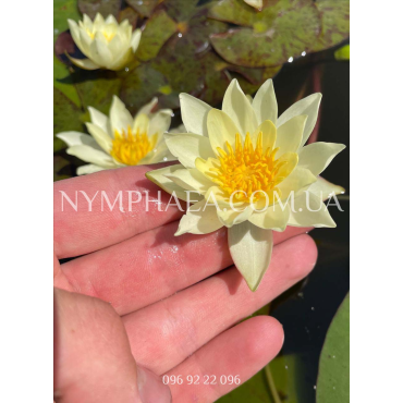 Nymphaea Pygmaea Helvola (Нимфея Пигмея Хелвола)