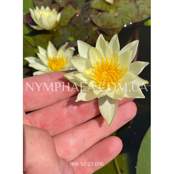 Nymphaea Pygmaea Helvola (Нимфея Пигмея Хелвола)