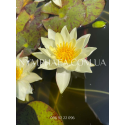 Nymphaea Pygmaea Helvola (Нимфея Пигмея Хелвола)