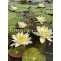Nymphaea Pygmaea Helvola (Нимфея Пигмея Хелвола)