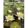 Nymphaea Pygmaea Hel...