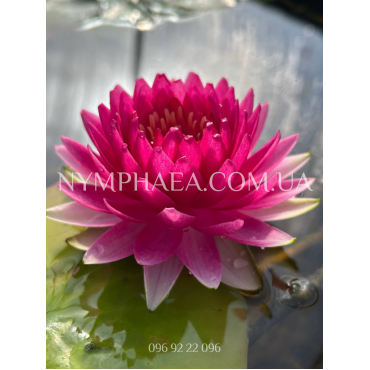 Nymphaea Raine du Bal (Німфея Рене де Бол)