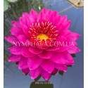 Nymphaea Razzberry (Німфея Разбері)