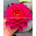 Nymphaea Razzberry (Німфея Разбері)