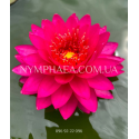 Nymphaea Razzberry (Німфея Разбері)