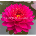 Nymphaea Razzberry (Німфея Разбері)