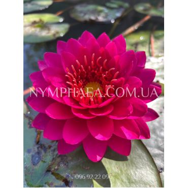 Nymphaea Razzberry (Нимфея Разберри)