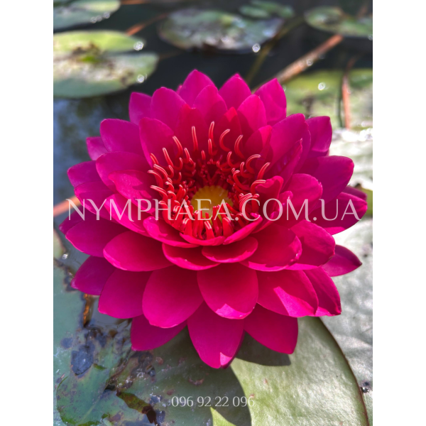Nymphaea Razzberry (Нимфея Разберри)