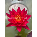 Nymphaea Red Revolution (Німфея Ред Революшн)