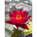 Nymphaea Red Revolution (Німфея Ред Революшн)