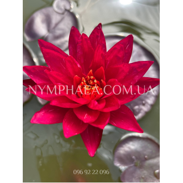 Nymphaea Red Revolution (Нимфея Ред Революшн)